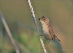 <p>RÁKOSNÍK OBECNÝ (Acrocephalus scirpaceus) /Eurasian reed warbler – Teichrohrsänger/</p>